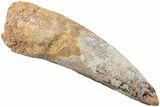 Fossil Spinosaurus Tooth - Real Dinosaur Tooth #234319-1